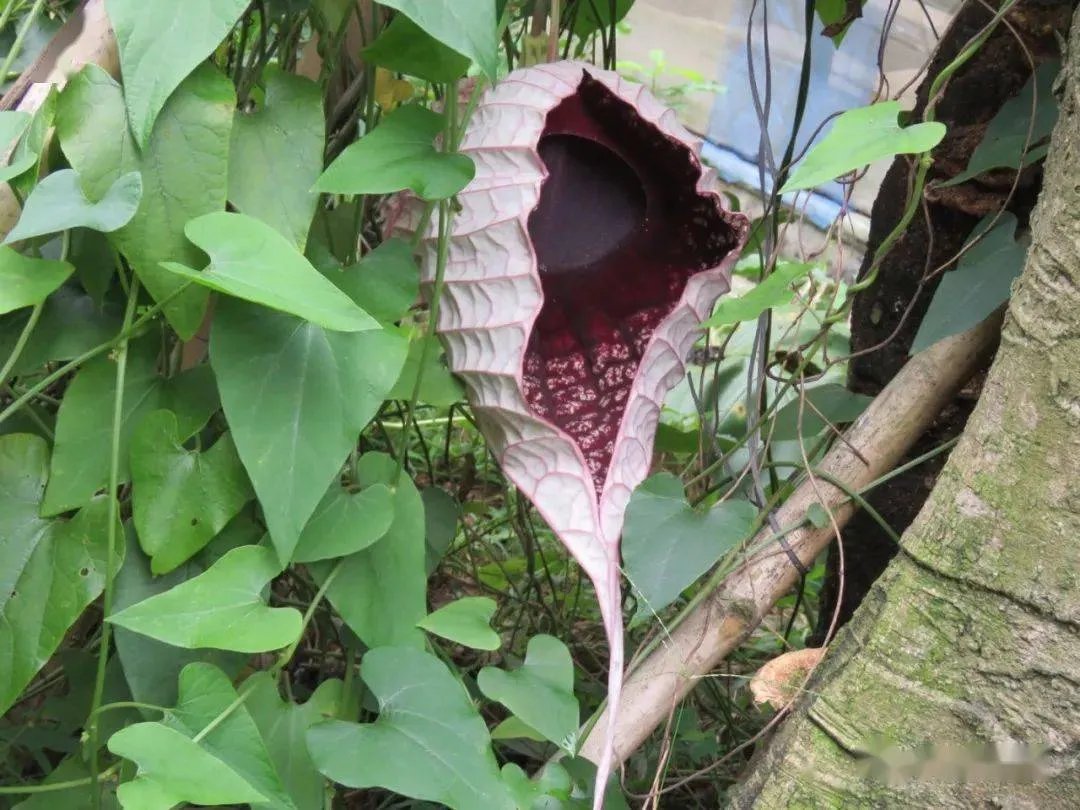 淮通中药别名及图片