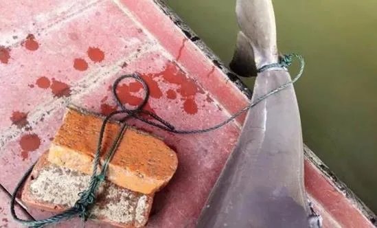 长江现死亡江豚怎么回事 江豚死亡背后的原因竟是这样