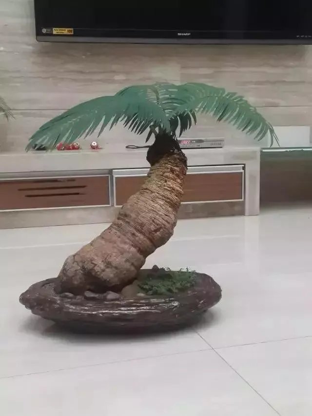 中国花卉盆景铁树到底该如何养？