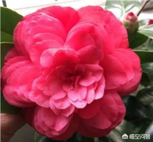 这是什么品种的山茶花？