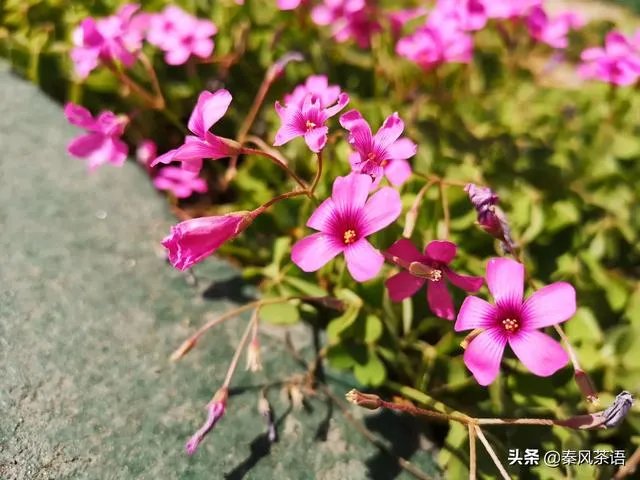 如果特朗普感染了冠状肺炎会有啥后果？