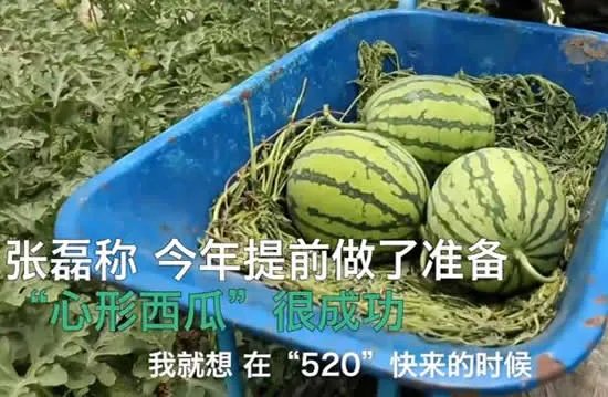 瓜农种心形西瓜520赠爱妻 夫妻2人同甘共苦种瓜11年