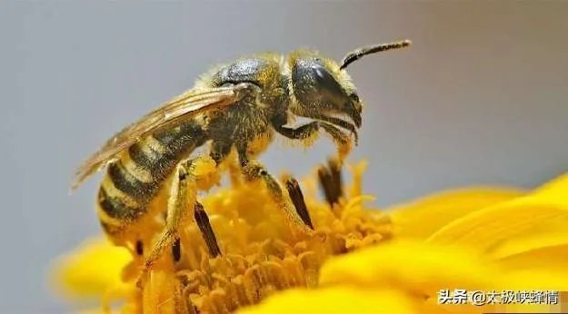 蜜蜂消失了，人类会怎样？