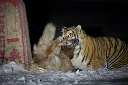 中国首次拍到野生东北虎捕猎视频，这个视频罕见吗？