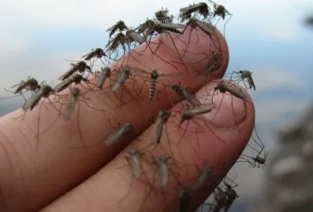 美国批准释放7.5亿只转基因蚊子，这么做的目的是什么？