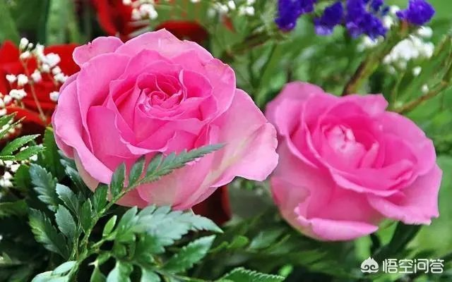 你有哪些喜欢的句子想要分享吗?