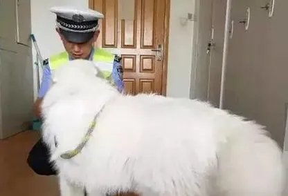 萨摩耶吃穷交警队了吗?