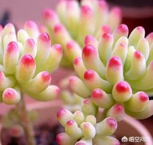 多肉新手，有哪些一定要知道的入门小知识？