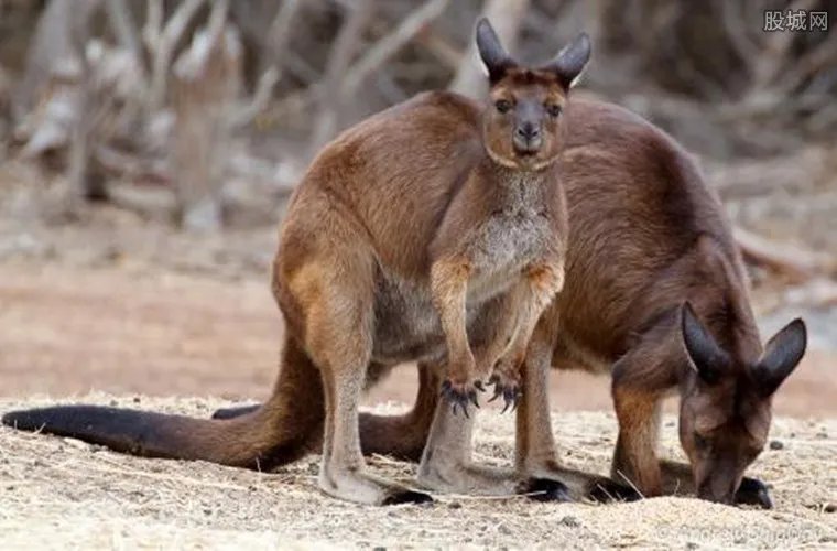 游客扔石头砸袋鼠 去动物园游玩千万别做这些事