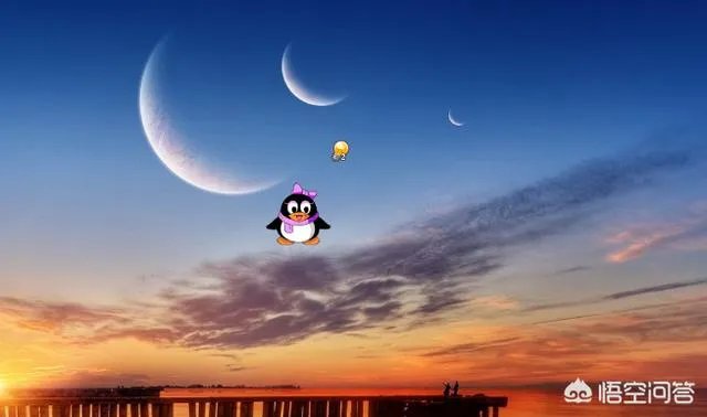 qq宠物停运论坛