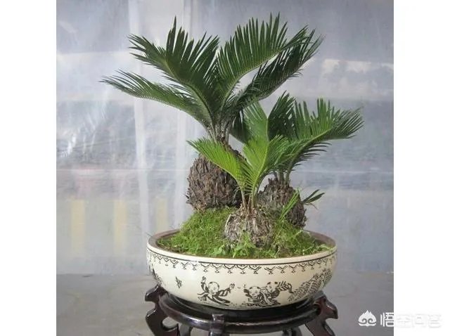 中国花卉盆景铁树到底该如何养？