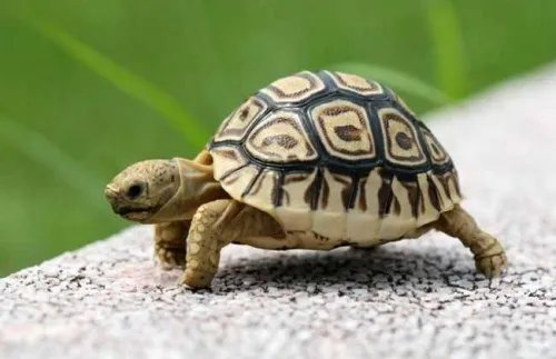 豹龟好养吗 看完这些基本知识你就懂了