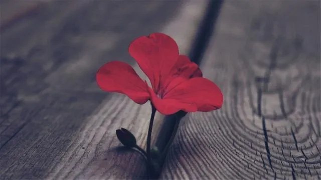 江苏14岁少女被质疑骗婚，她的父母有没有责任？