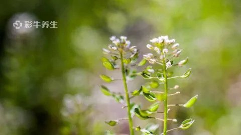 荠菜的功效与作用禁忌