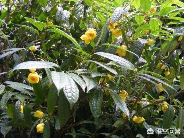 植物熊猫之称的是什么?