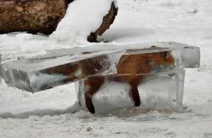 狐狸掉河冻成冰雕是怎么回事？