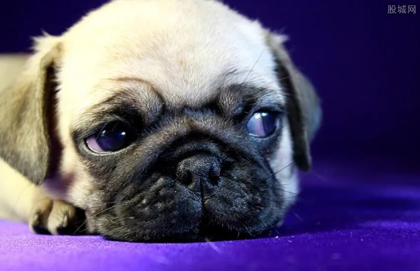 中通快递因宠物盲盒被约谈 这究竟是什么东西？