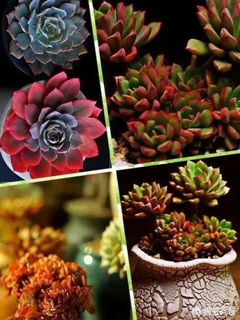 多肉新手，有哪些一定要知道的入门小知识？