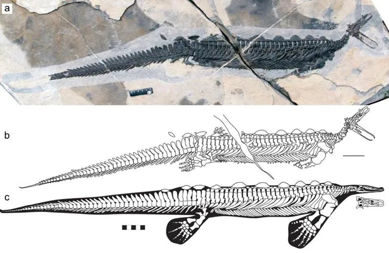 发现远古鸭嘴兽龙化石：距今已约2亿4千8百万年