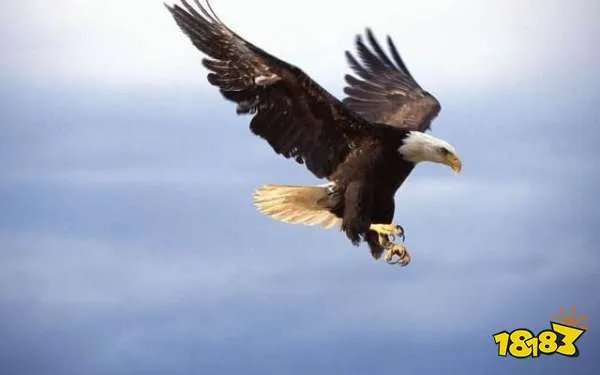 风筝也叫纸鸢其中鸢是指什么?鸢是指老鹰还是飞机?