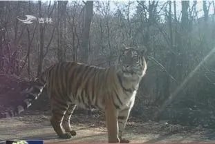 中国首次拍到野生东北虎捕猎视频,这个视频罕见吗?