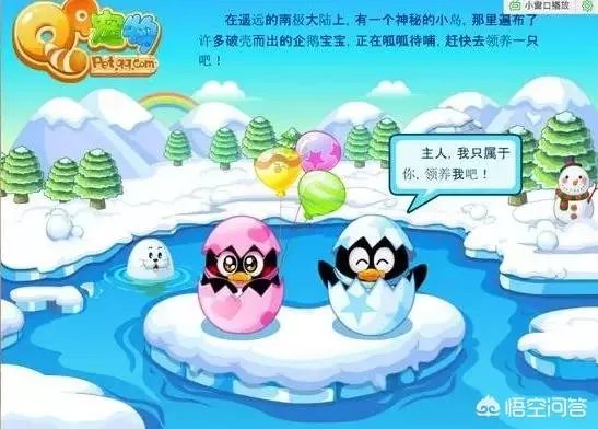 qq宠物停运论坛