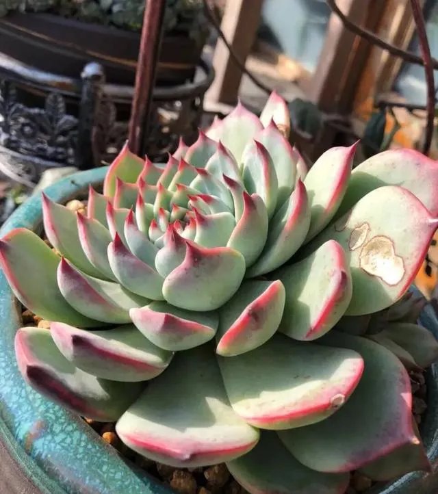 多肉新手，有哪些一定要知道的入门小知识？