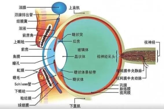 眼睛分为哪几个部位