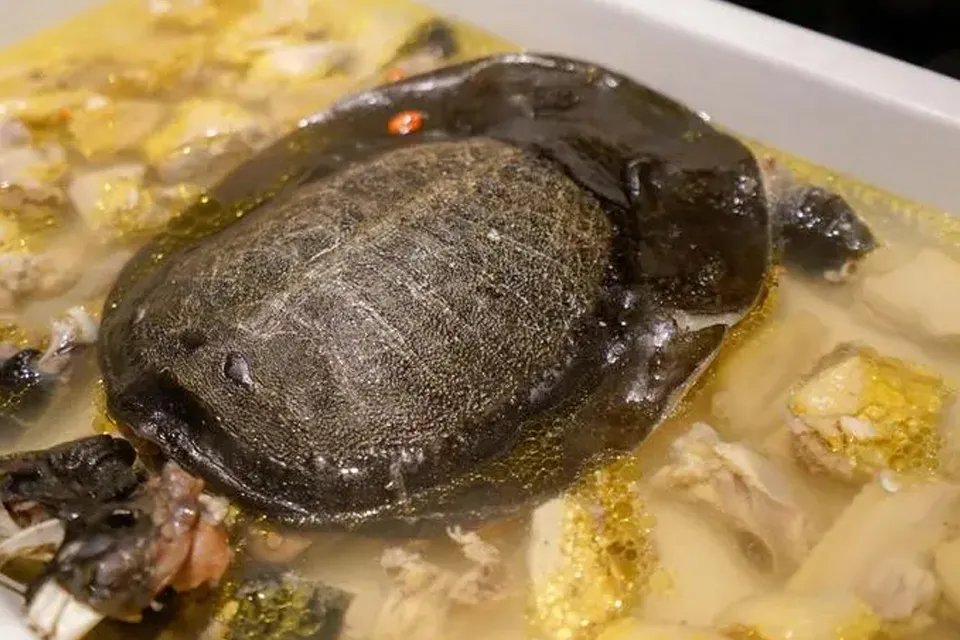 霸王别姬是什么菜 霸王别姬是什么菜系的代表菜