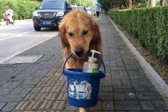 为什么养大狗的女人要不得？