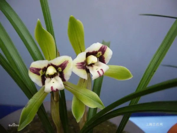 双蕊兰的介绍