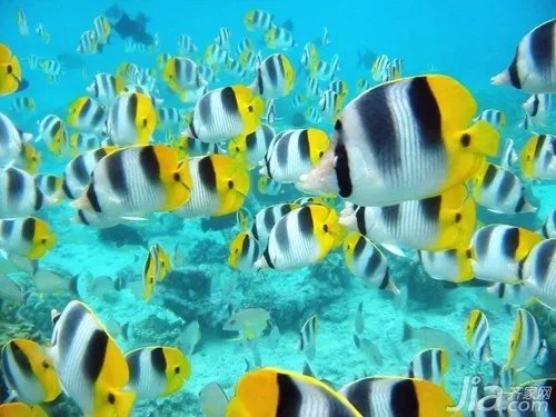 热带鱼种类介绍