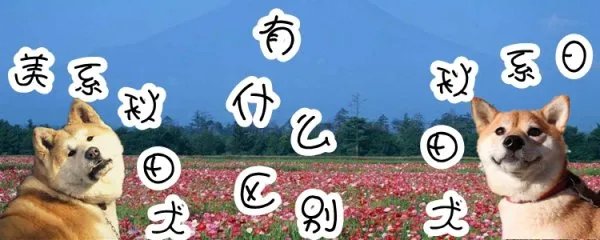 美系秋田犬与日系秋田犬有什么区别