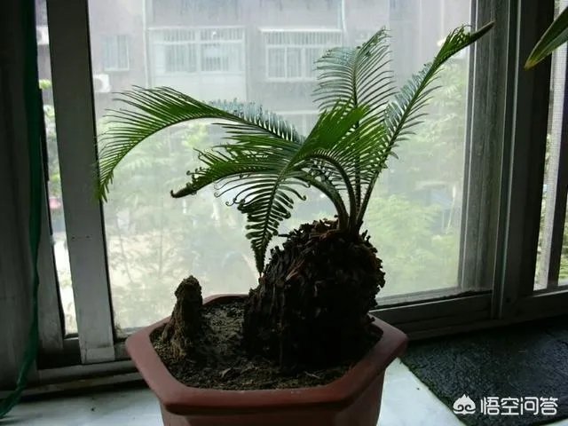 中国花卉盆景铁树到底该如何养？