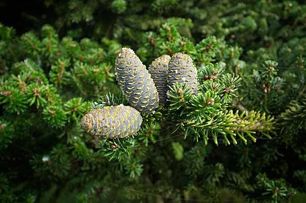 植物熊猫之称的是什么？