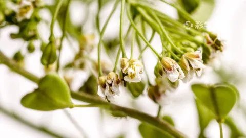 荠菜的功效与作用禁忌