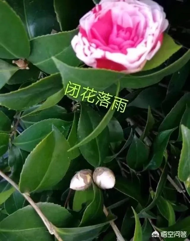 这是什么品种的山茶花？