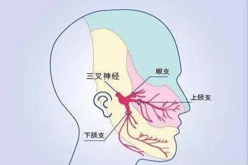 面部神经图解大全