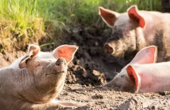 神农架发生野猪非洲猪瘟疫情,目前猪瘟的态势是怎样的?