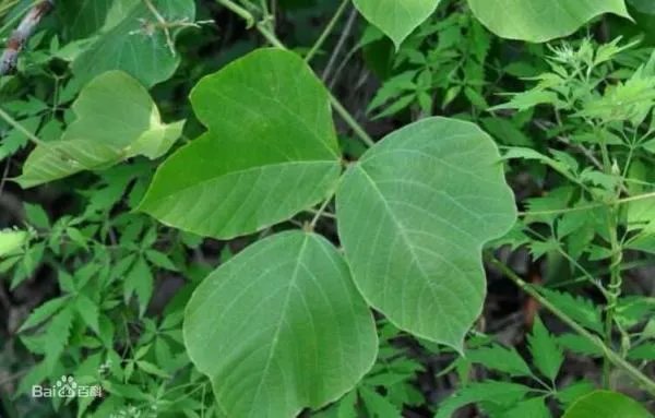 葛根叶子t p
