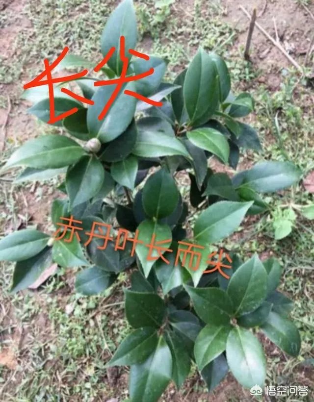 这是什么品种的山茶花？