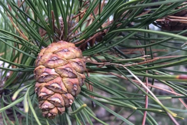 松树的外形特征是什么