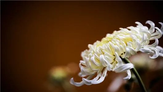 2015笨人鬼码诗001~153