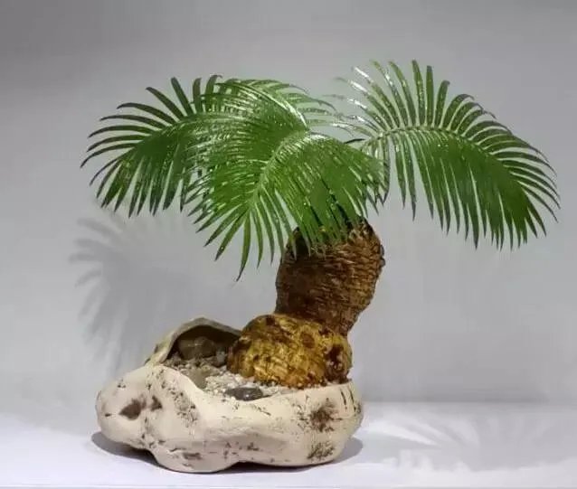 中国花卉盆景铁树到底该如何养？