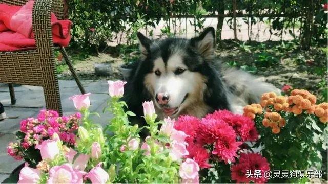 三道堰小产权房