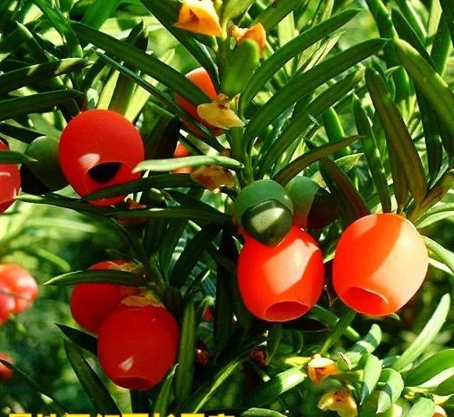 植物熊猫之称的是什么?