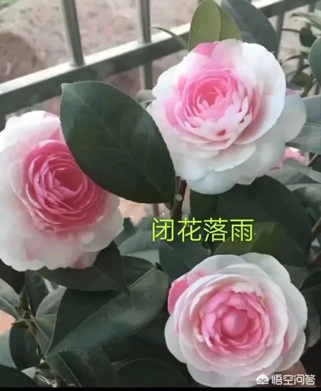 这是什么品种的山茶花？