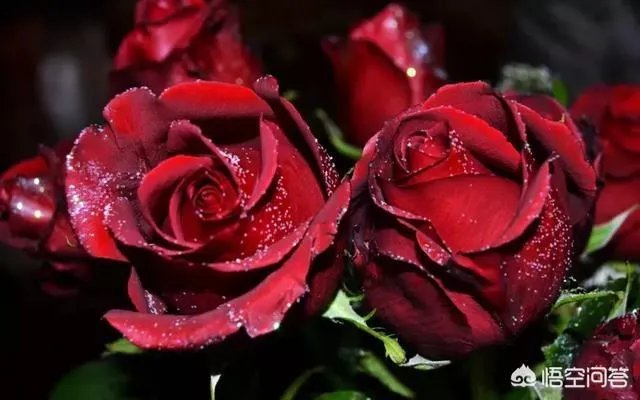 你有哪些喜欢的句子想要分享吗?