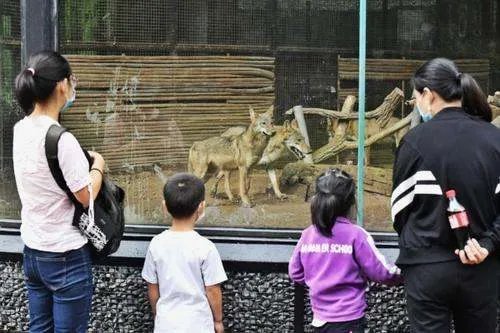 动物园喂狼吃草的女子，被列入什么黑名单了？