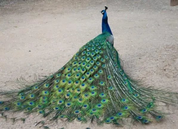 孔雀眼指纹图案:孔雀眼指纹的辨别方法